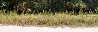 Lovely property in a quiet horse town about an hour from the beach