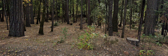 About an acre and a half of true mountain beauty awaits you here