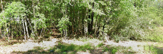A beautiful half acre lot in a peaceful neighborhood of east Texas